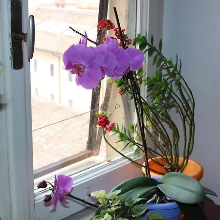 Esquilino Di Yan Roma